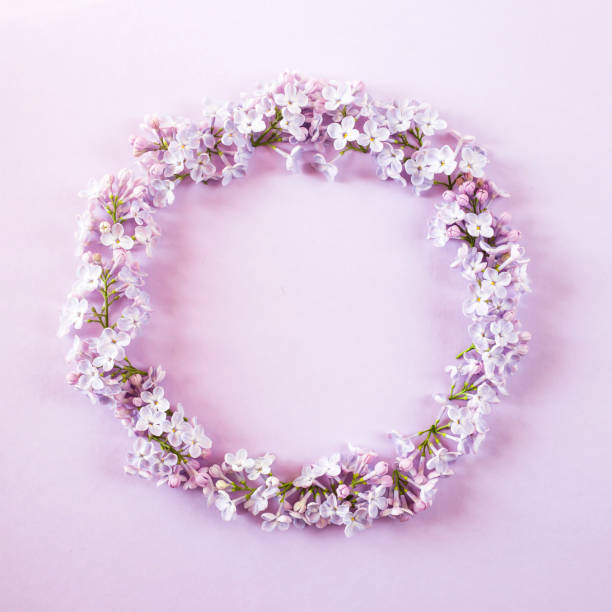 istock Lilac flowers lined up on a purple background. Top view, flat, lay, copy space 954797020