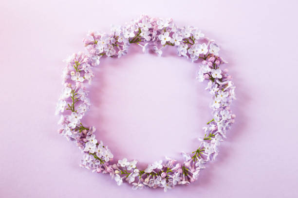 istock Lilac flowers lined up on a purple background. Top view, flat, lay, copy space 954797028