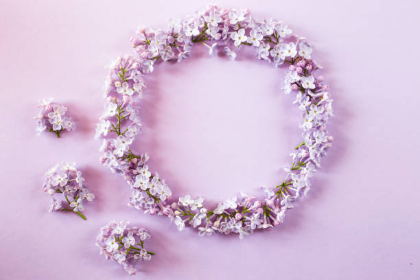 istock Lilac flowers lined up on a purple background. Top view, flat, lay, copy space 954797034