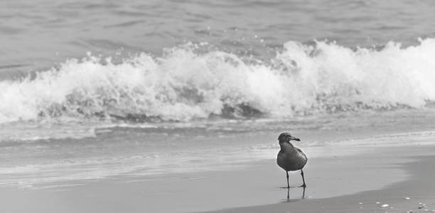 istock Seagull walking by the waves on the beach 954797234