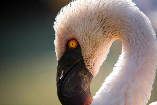 Bird specimen of the species specified in the title in the wild