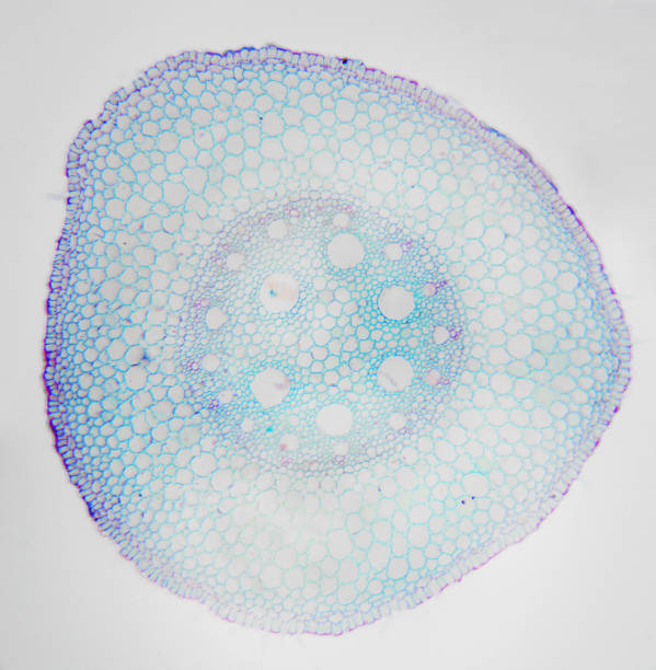 istock Microscopic photography. Young Root of plant, transversal section. 954800302