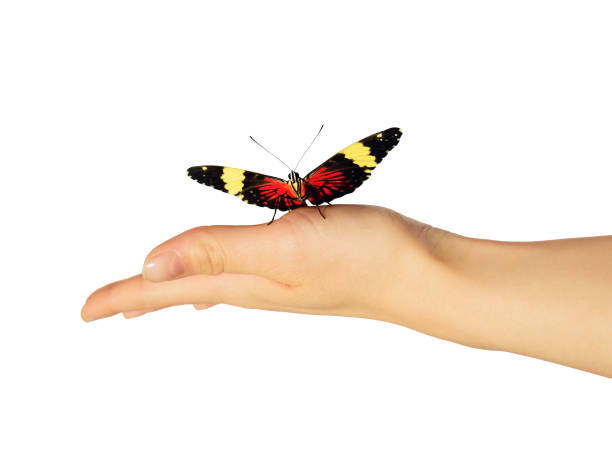 istock Red cracker butterfly on girl's hand is isolated on white background 954800928