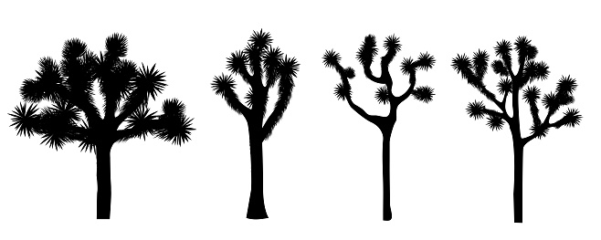 Joshua tree isolated on white background. Vector collection. Desigh element with Yucca brevifolia black silhouette.