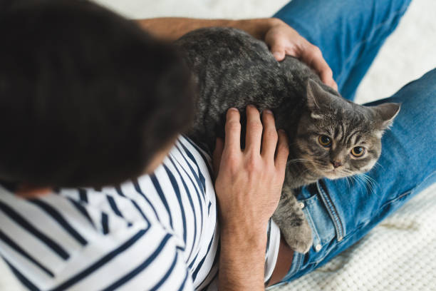 istock top view of young man petting cute tabby cat 954801694