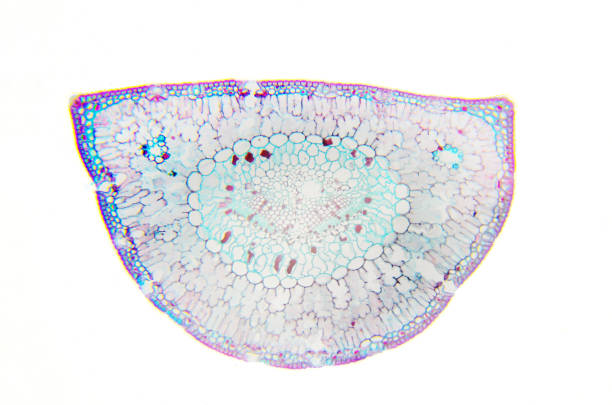 istock Microscopy Photography. Leaf of Pinus. Transversal Section. 954802042