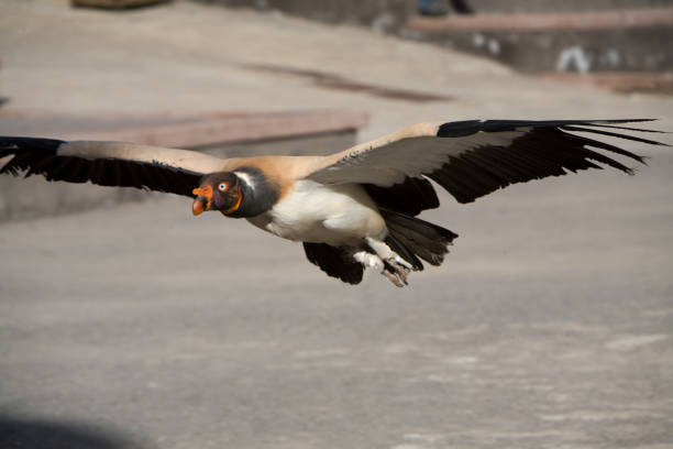 istock Pope Sarcoramphus - Royal Vulture 954808574