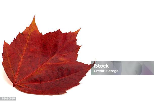 Foto de Vermelho Folha De Bordo e mais fotos de stock de Branco - Branco, Estação do ano, Figura para recortar