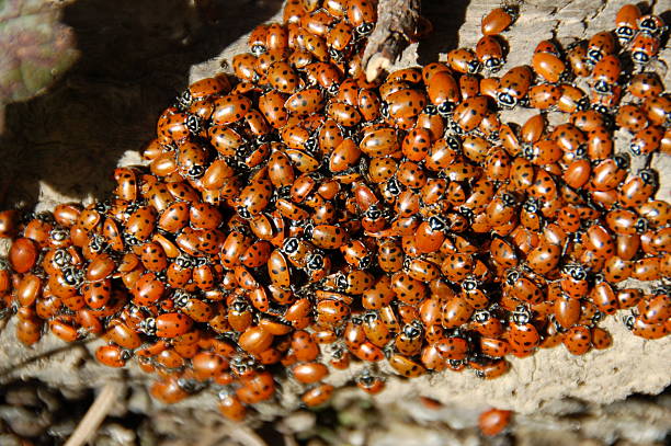 Marienkäfer swarm – Foto