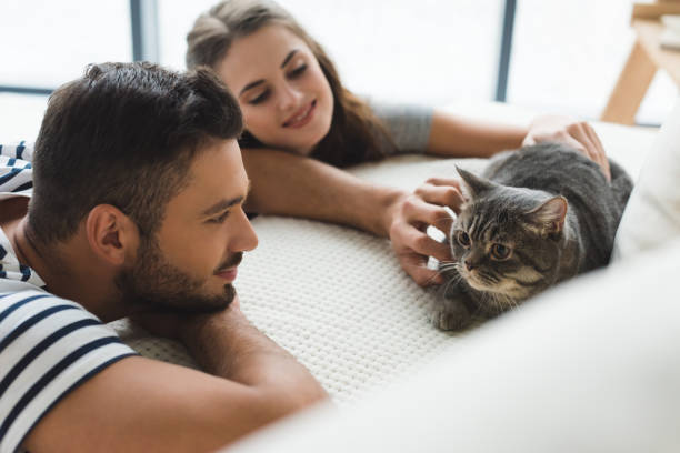 istock happy young couple petting cat while he sitting on couch 954809730