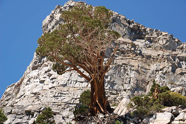 Árbol de montaña - foto de stock