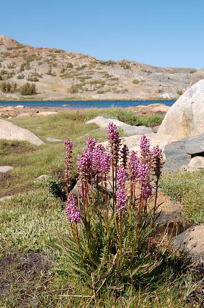 Alpine Blumen-Elefant Head – Foto