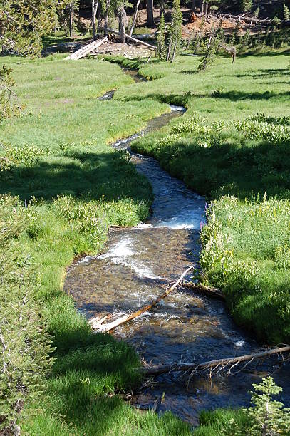 Meadow corriente - foto de stock