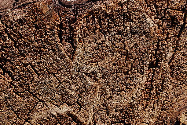 Baum Querschnitt Struktur – Foto