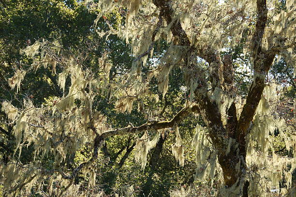 Liquen árbol - foto de stock