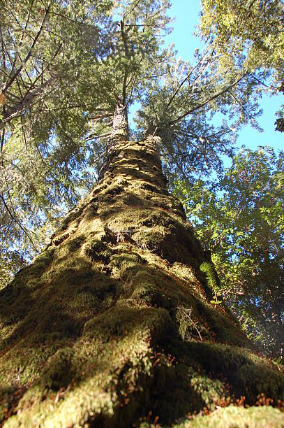 Mossy Gespaltene tree – Foto