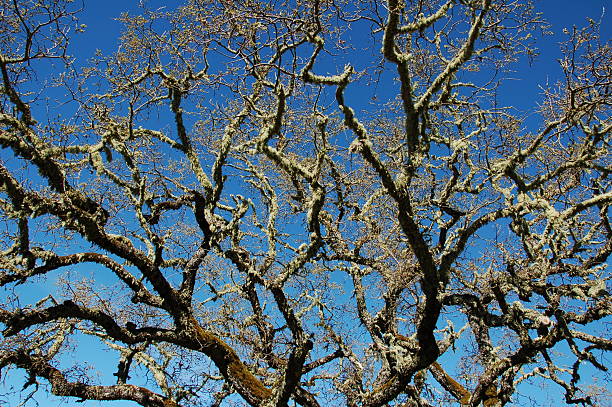 Ramas de árbol - foto de stock