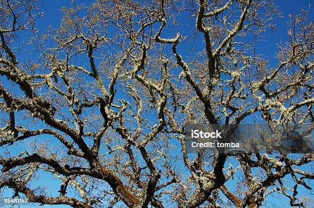 Ramos Da Árvore - Fotografias de stock e mais imagens de Agoirento - Agoirento, Antigo, Assustador