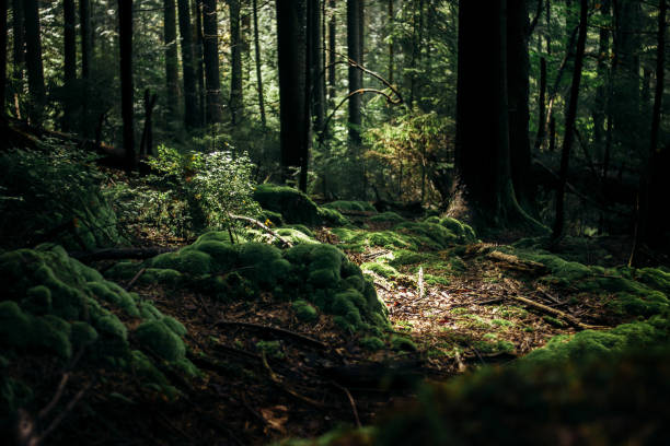 istock sunlight in amazing green forest with pines and moss in the mountains 954817766