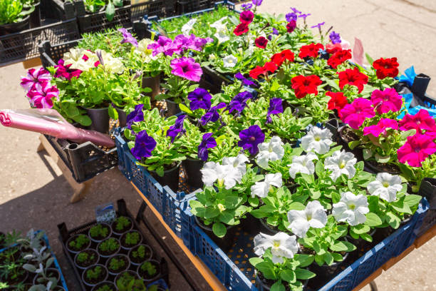 Sale of seedlings of decorative flowers on the street Sale of seedlings of decorative flowers on the street perennial photos stock pictures, royalty-free photos & images