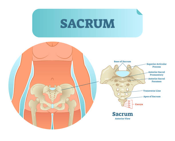 Sacrum Padding 9,900+ Sacrum Stock Photos, Pictures & Royalty-Free Images - iStock