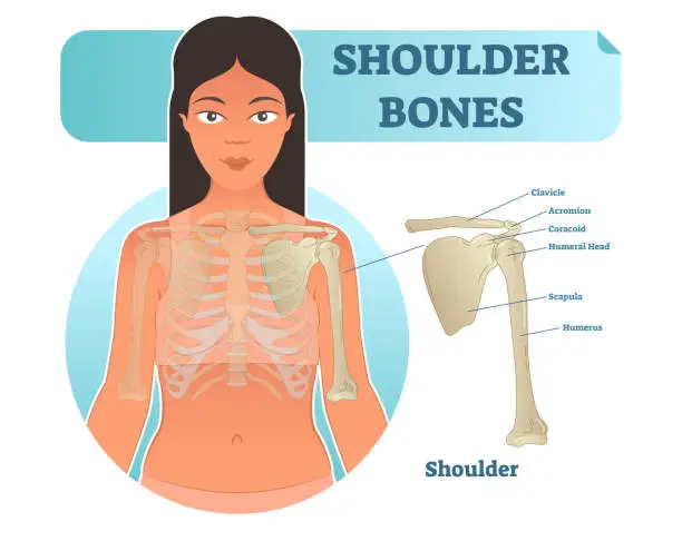 Vector illustration of Labeled human shoulder bone anatomical vector illustration diagram poster.