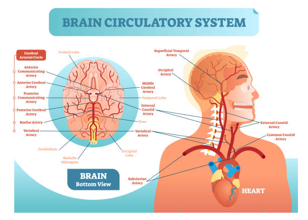 gehirn-kreislauf-system anatomische abbildung zeigerdiagramm. menschliche gehirn blutgefäß-netzwerk-schemas. zerebrale medizin informationen. - endhirn stock-grafiken, -clipart, -cartoons und -symbole