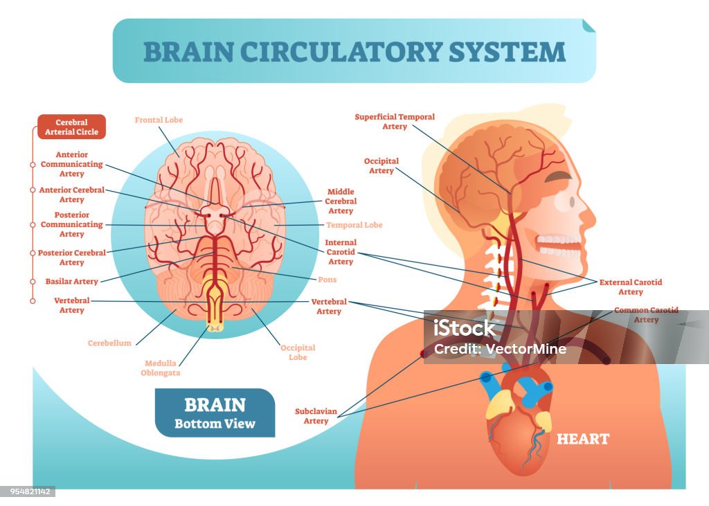 Brain circulatory system anatomical vector illustration diagram. Human brain blood vessel network scheme. Cerebral medicine information. Brain circulatory system anatomical vector illustration diagram. Human brain blood vessel network scheme. Blood cycle from heart to brains. Blood Vessel stock vector