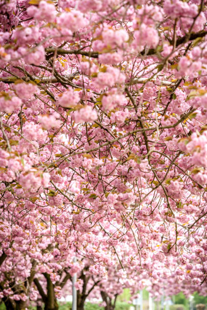 istock Pink cherry blossom (prunus) to brown branches in an orchard. 954821688