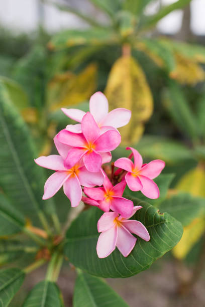 istock Pink Tropical Frangipani Flowers 954821964