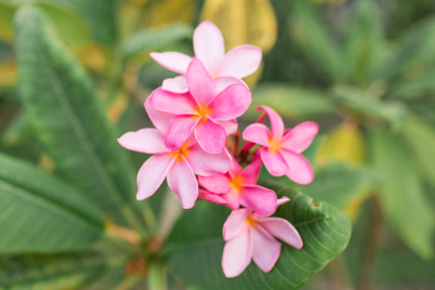 istock Pink Tropical Frangipani Flowers 954822022
