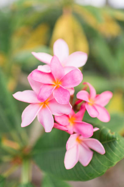 istock Pink Tropical Frangipani Flowers 954822032