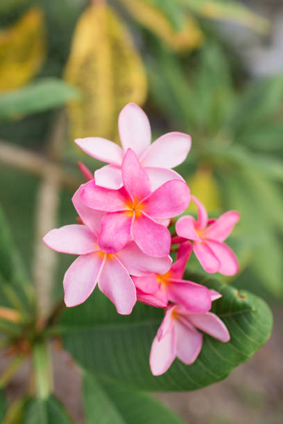 istock Pink Tropical Frangipani Flowers 954822274