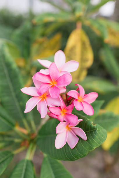 istock Pink Tropical Frangipani Flowers 954822276