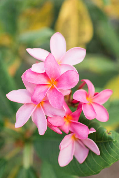 istock Pink Tropical Frangipani Flowers 954822284