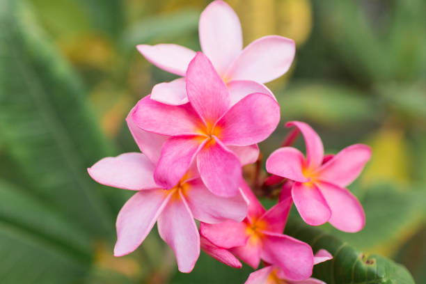 istock Pink Tropical Frangipani Flowers 954822622