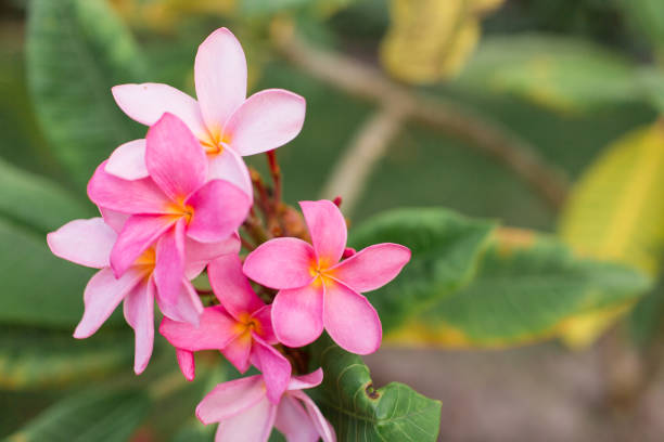 istock Pink Tropical Frangipani Flowers 954822626