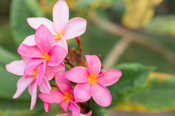 istock Pink Tropical Frangipani Flowers 954822628