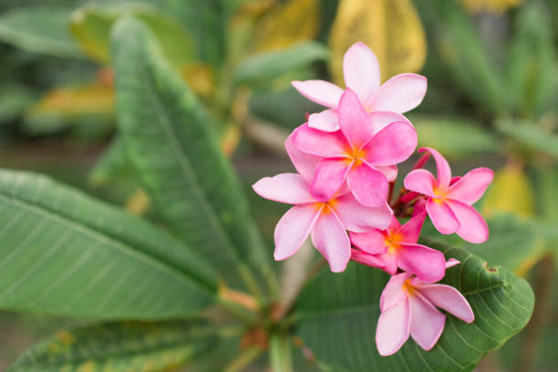 istock Pink Tropical Frangipani Flowers 954822638
