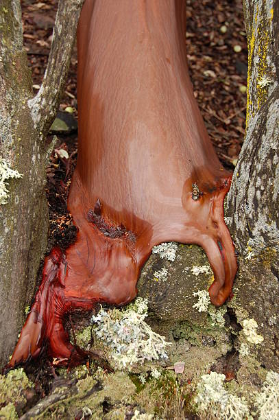 Fluye de árbol - foto de stock