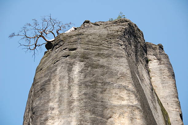 Aferrando árbol - foto de stock