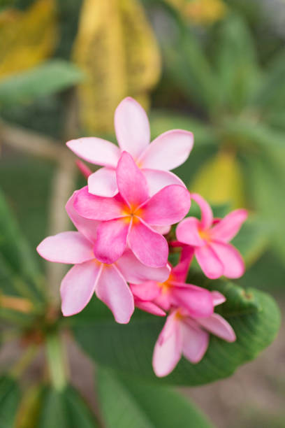 istock Pink Tropical Frangipani Flowers 954824970