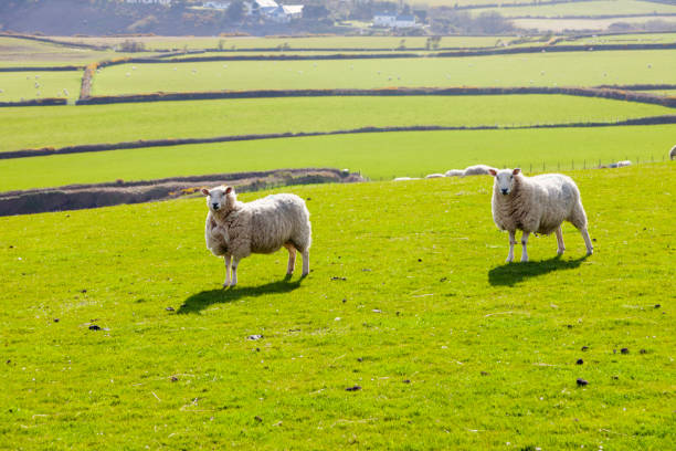 istock Spring panorama of Isle of Man. 954824996
