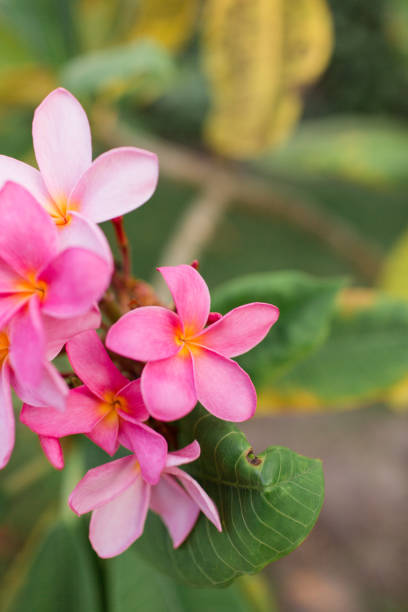 istock Pink Tropical Frangipani Flowers 954825120