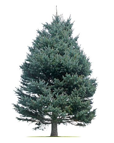 Blue Spruce pine tree isolated on a white background