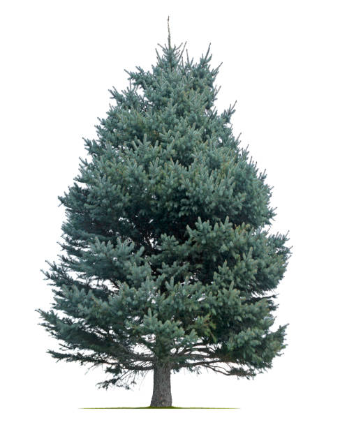Blue Spruce Pine Tree Isolated On White Background Blue Spruce pine tree isolated on a white background picea pungens stock pictures, royalty-free photos & images