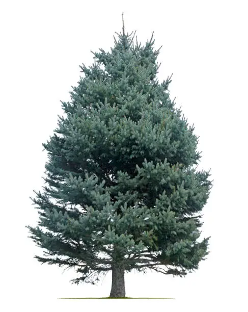 Photo of Blue Spruce Pine Tree Isolated On White Background