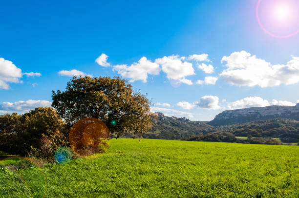 istock Landscape with a tree on the lawn 954825752