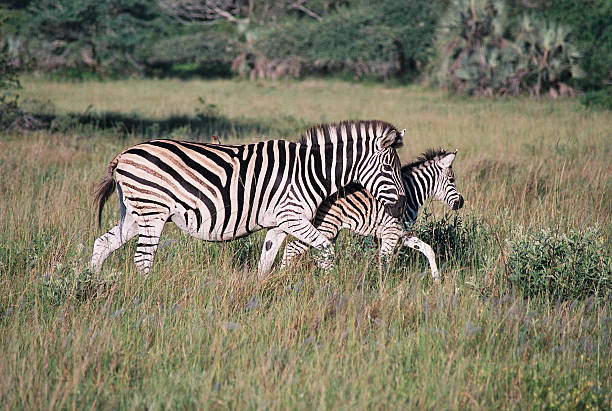 Zebra 구슬눈꼬리 및 어린이 스톡 사진