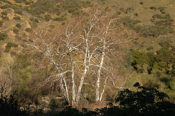 Grupo de árboles - foto de stock